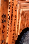 Day 6 - Fushimi Inari Shrine tori