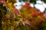Day 6 - Autumn colours at Nijo Castle